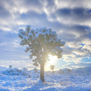 Where the Streets Have No Name (feat. Tommy Black, Yohai Portal & Zachary St. John)