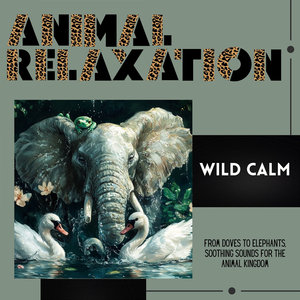 Relaxing Rhythms with 417 Hz Audio Signal