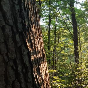 Adventure (feat. Youforia)