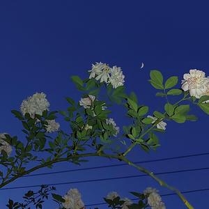 催婚反击战 freestyle