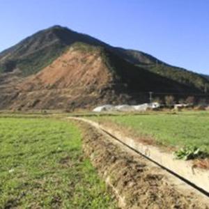 鸽子 古典吉他