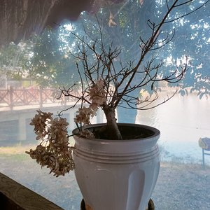 鲜衣游侠