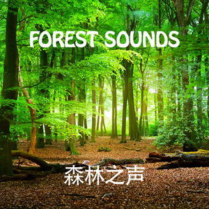 Amazon Ambience - 亚马逊氛围
