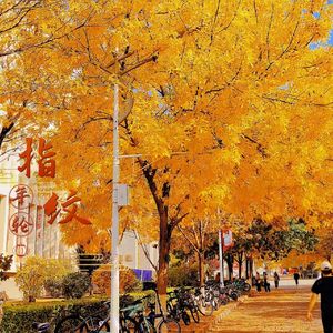 指纹（深情女版）