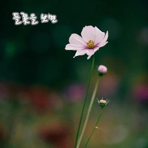 들꽃을 보면