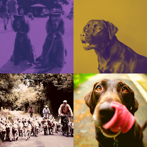 安静的放松的狗声音