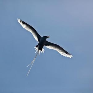 【意念之鸟】老尾 沙漠乐队。。