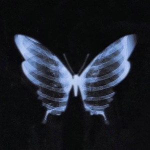 Butterflys