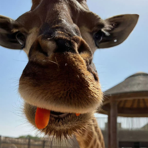 达尔文翻_27-03-24_12-20-03-311.wav