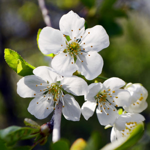 Africa (Original Mix)