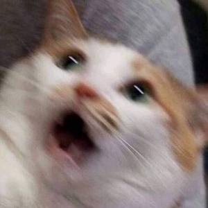 樱花樱花想见你【中文】