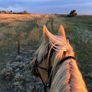 Элджей - Розовое вино（桃红葡萄酒）