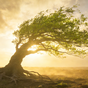 I am rooted I am rising