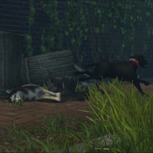 姑娘走过的地方