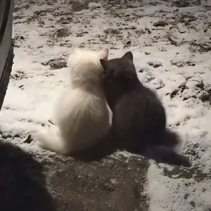 想共度一生的心意如此清晰