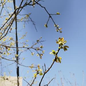 天灵：夏（demo）