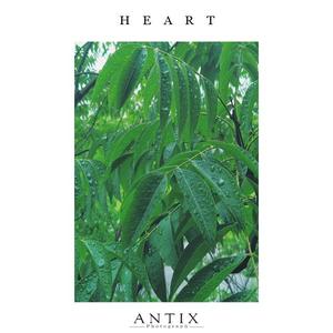 My Heart Will Go On-泰坦尼克号 国风电音版（海狮和狗 / -ANTIX remix）