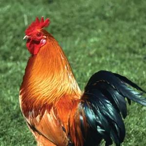 achungus