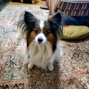 海潮音 (feat. AKIKO)