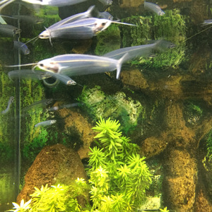 不像纯音乐的beat不是好摇滚