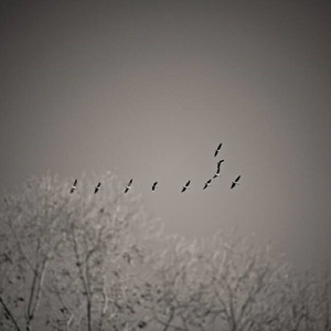 Non ti scordar di me