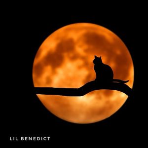 【FREE】California Night