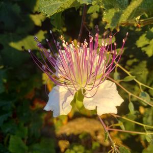 בעזרת השם ננצח