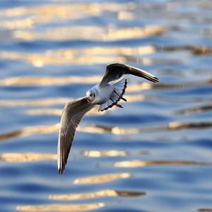 飞鸟男女对唱版本
