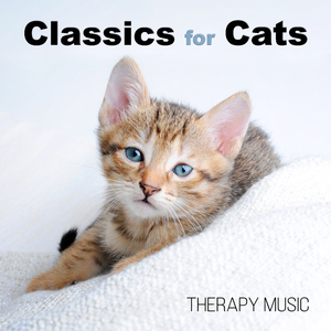 Canon No. 14 (Minuetto)