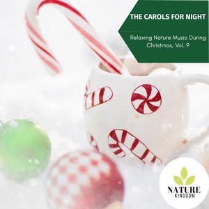 Exquisite Tranquil Dawn Forest