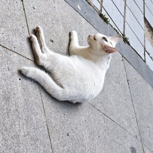 笼（女声）