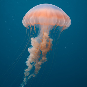 いつでもにっこり せんちゃん