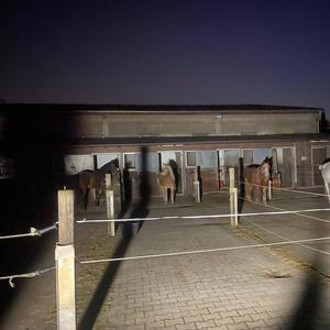 dont scare the horse