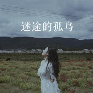迷途的孤鸟