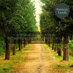 Toads, Crickters and Insects at Night