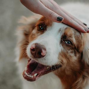 轻快活泼节奏明朗视频配乐