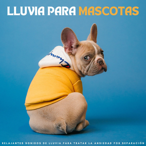 Perros Y Gatos Dormilones