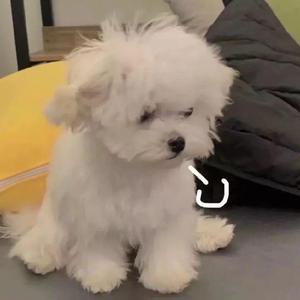 不后悔遇见你 cover姜哥