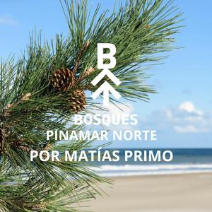 El Portal del Bosque _ Ambient (creada con una Acacia Longifolia)