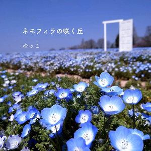 ネモフィラの咲く丘