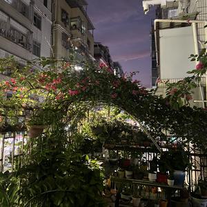 失眠酒（等你回来）