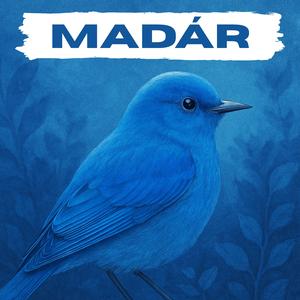 Madár