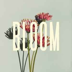 Bloom