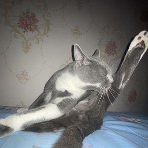 梦到哪句说哪句