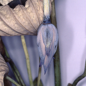 寂寞的恋人啊（Cover.莫文蔚）