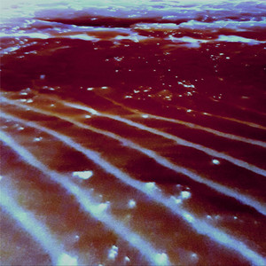 4419 [Bigbelly Seahorse]