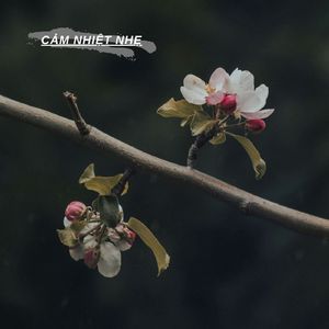 Cảm Nhiệt Nhẹ (Instrumental)