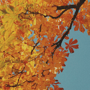 金黄旅行（DARK OPS remix）