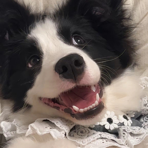 0.8倍速狗听了都摇头.