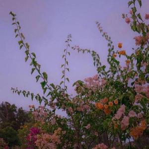 美丽的神话 指弹版（翻自 胡歌/白冰）